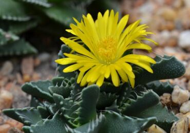 Faucaria - soins à domicile. Culture, transplantation et reproduction de Faucaria. Description, types, photos