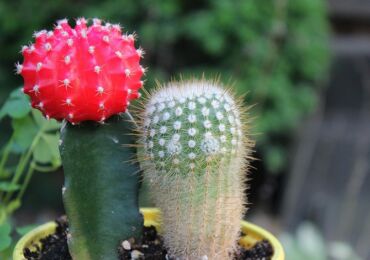 Gymnocalycium - soins à domicile. Culture, transplantation et reproduction de cactus Gymnocalycium. Description, photo