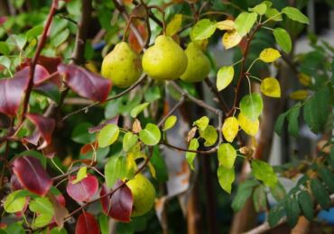 Pourquoi les feuilles de poirier deviennent rouges