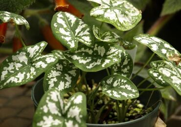 Caladium - soins à domicile. Culture, transplantation et reproduction du caladium. Description. Une photo