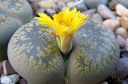 Les lithops sont des pierres vivantes. Soins à domicile. Culture, transplantation et reproduction de Lithops. Une photo