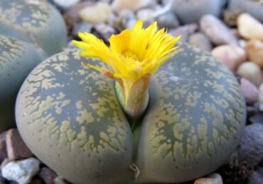 Les lithops sont des pierres vivantes. Soins à domicile. Culture, transplantation et reproduction de Lithops. Une photo