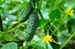 Variétés de concombre résistantes aux maladies