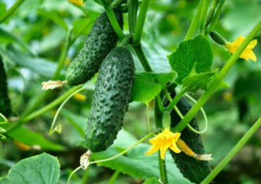 Variétés de concombre résistantes aux maladies