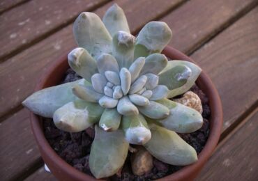 Pachyphytum - soins à domicile. Culture, transplantation et reproduction de Pachyphytum. Description, types. Une photo