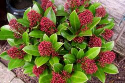 Skimmia - soins à domicile. Culture de skimmia, transplantation et reproduction. Description, types. Une photo