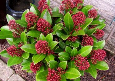 Skimmia - soins à domicile. Culture de skimmia, transplantation et reproduction. Description, types. Une photo