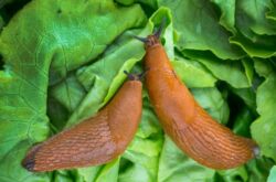 Combattre les limaces dans le potager