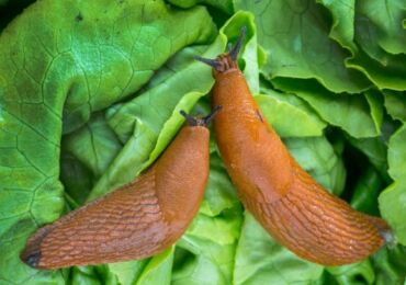 Combattre les limaces dans le potager