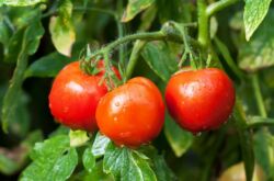 Manque de nutriments dans les tomates