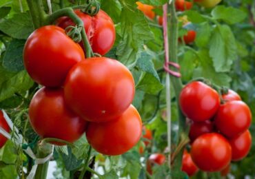 Top vinaigrette de tomates après la plantation dans le sol