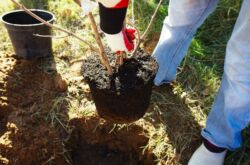 Comment faire pousser un pommier et une poire à partir d'une bouture