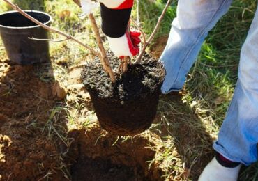 Comment faire pousser un pommier et une poire à partir de boutures