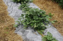 Technologie agricole de la patate douce dans la voie du milieu: plate-bande et plantation