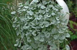 Dichondra - soins à domicile. Culture, transplantation et reproduction de Dichondra. Description, types. Une photo