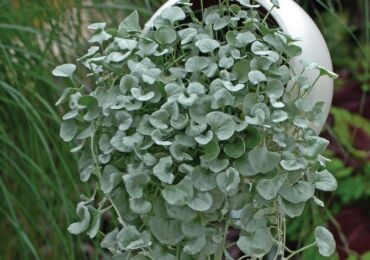 Dichondra - soins à domicile. Culture, transplantation et reproduction de Dichondra. Description, types. Une photo