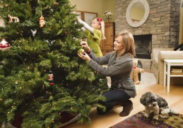 Comment choisir un arbre frais. Choisir correctement un arbre de Noël pour la nouvelle année