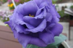 Eustoma ou lisianthus - soins à domicile. Culture, transplantation et reproduction d'Eustoma. Description, types. Une photo