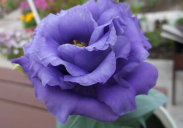 Eustoma ou lisianthus - soins à domicile. Culture, transplantation et reproduction d'Eustoma. Description, types. Une photo