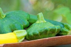 Courge - culture et soins. Planter des courges en pleine terre et en tasses