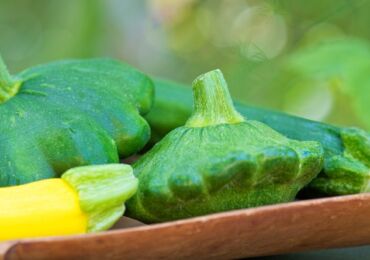 Courge - culture et soins. Planter des courges en pleine terre et en tasses