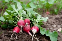 Planter des radis au printemps dans le sol en plein air et en serre