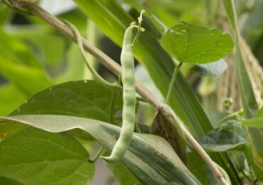 Caractéristiques de la culture et de l'entretien des haricots d'asperges