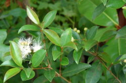 Syzygium - soins à domicile. Culture, transplantation et reproduction de Syzygium. Description, types. Une photo