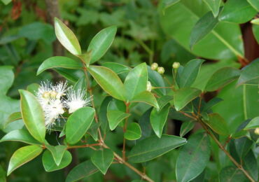 Syzygium - soins à domicile. Culture, transplantation et reproduction de Syzygium. Description, types. Une photo