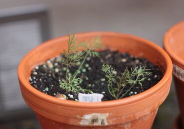 Comment faire pousser correctement l'aneth sur un rebord de fenêtre dans un appartement