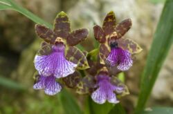 Zygopetalum - soins à domicile. Culture d'orchidées zygopetalum, transplantation et reproduction. Description. Une photo