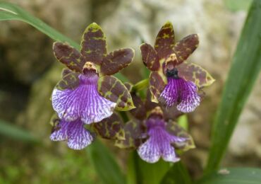 Zygopetalum - soins à domicile. Culture d'orchidées zygopetalum, transplantation et reproduction. Description. Une photo