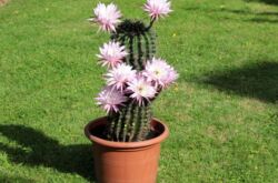 Echinopsis - soins à domicile. Culture, transplantation et reproduction de cactus Echinopsis. Description. Une photo