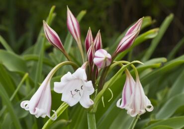 Krinum - soins à domicile. Culture, transplantation et reproduction de Crinum. Description. Une photo