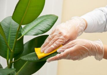 Nettoyer les feuilles des plantes de la poussière et de la saleté. Comment essuyer correctement les plantes d'intérieur