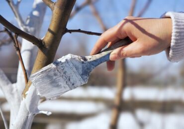 Blanchir les arbres avec de la chaux dans le jardin