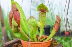 Sarracenia - soins à domicile. Culture de sarracenia - plantes prédatrices, transplantation et reproduction. Description. Une photo