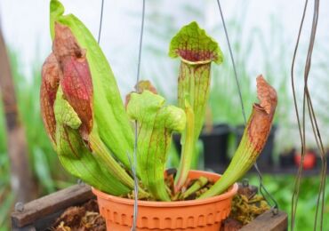 Sarracenia - soins à domicile. Culture de sarracenia - plantes prédatrices, transplantation et reproduction. Description. Une photo