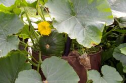 Cultiver de la citrouille dans un tonneau