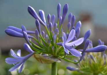 Agapanthus - soins à domicile. Culture, transplantation et reproduction d'agapanthes. Description, types. Photo - grdnexpert.com/fr