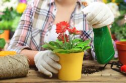 Plantes d'intérieur à fleurs