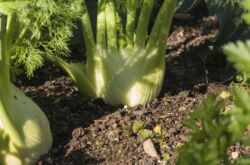 Cultiver du fenouil à partir de graines et de soins de plantation