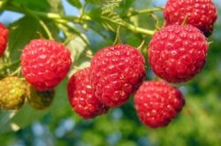 Framboise remontante - plantation et entretien. Choisir une variété de framboises remontantes