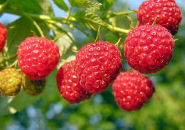 Framboise remontante - plantation et entretien. Choisir une variété de framboises remontantes