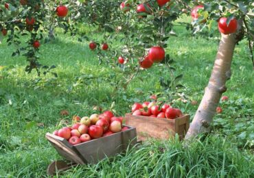 Greffer des arbres fruitiers au printemps: les meilleurs moyens