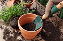 Sol pour plantes d'intérieur. Quel sol choisir pour une plante particulière