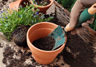 Sol pour plantes d'intérieur. Quel sol choisir pour une plante particulière