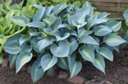 Plante Hosta