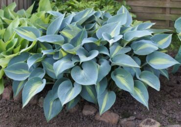 Usine Hosta