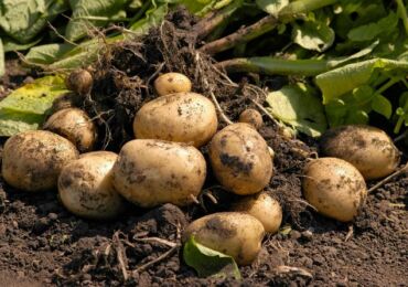 Cultiver des pommes de terre selon la technologie néerlandaise dans leur chalet d'été